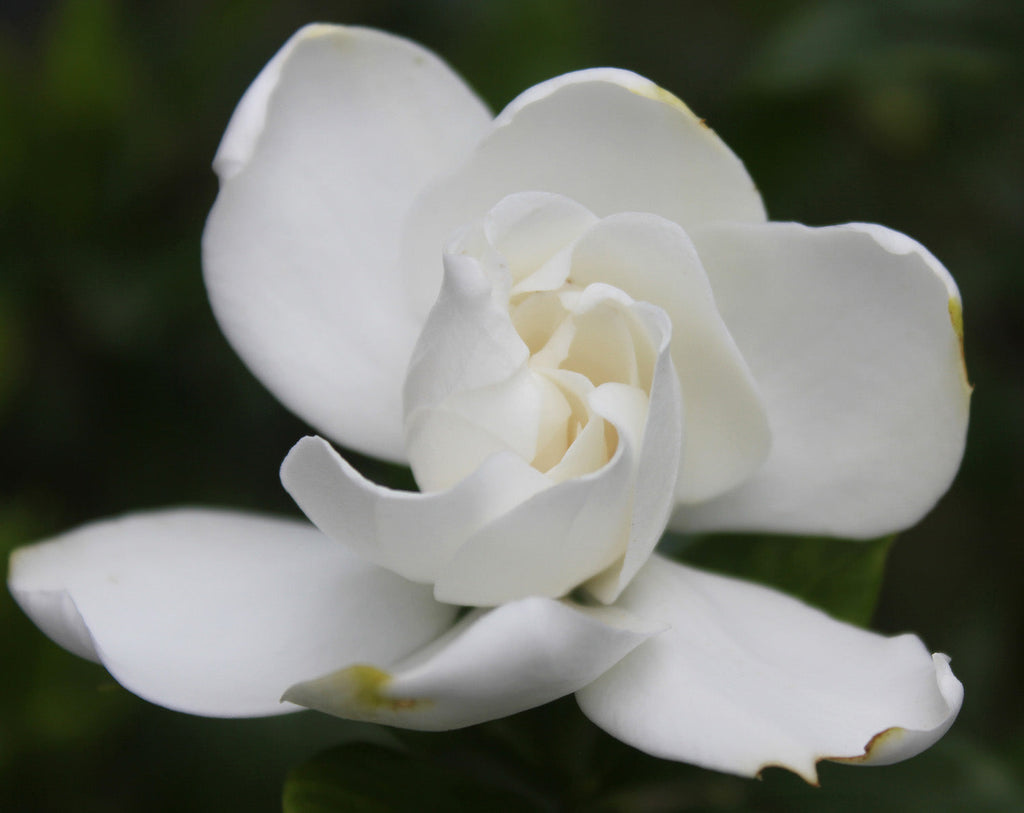 Gardenia Flower Pomade