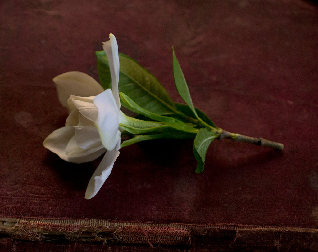 Gardenia Flower Pomade