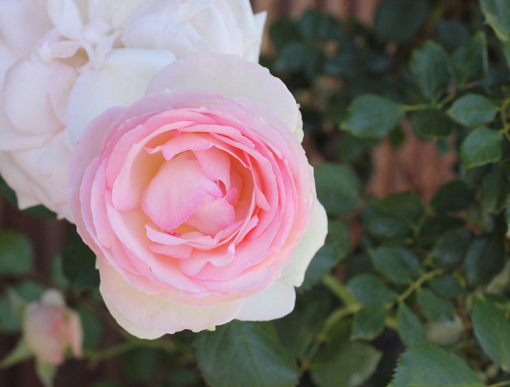 Myrrhophore. a Mary Magdalene Anointing Oil