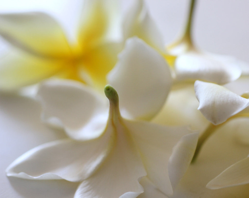 Custom Perfume Mini Session