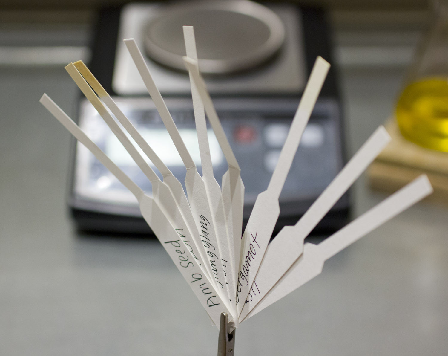 Botanical Perfume Experience