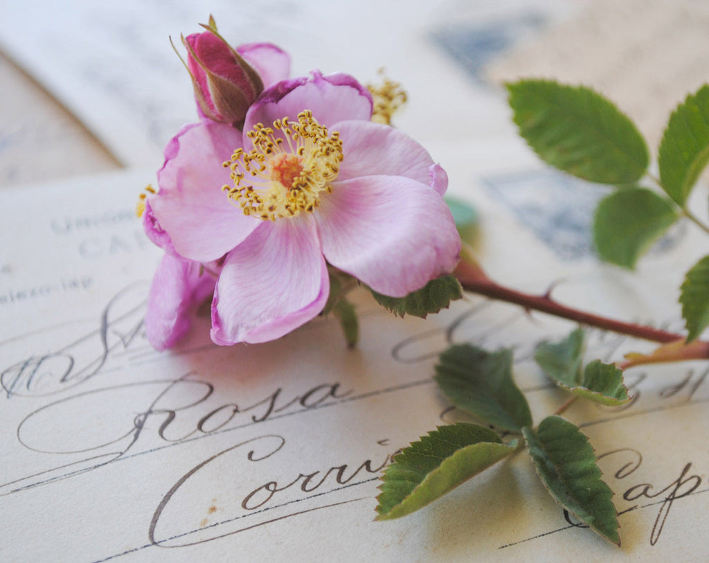 Botanical Perfume Experience