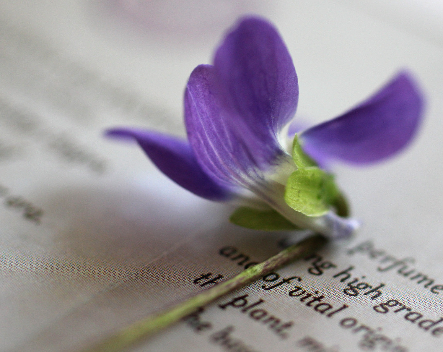 Gracing the Dawn Natural Perfume 4 grams in Classic Bottle