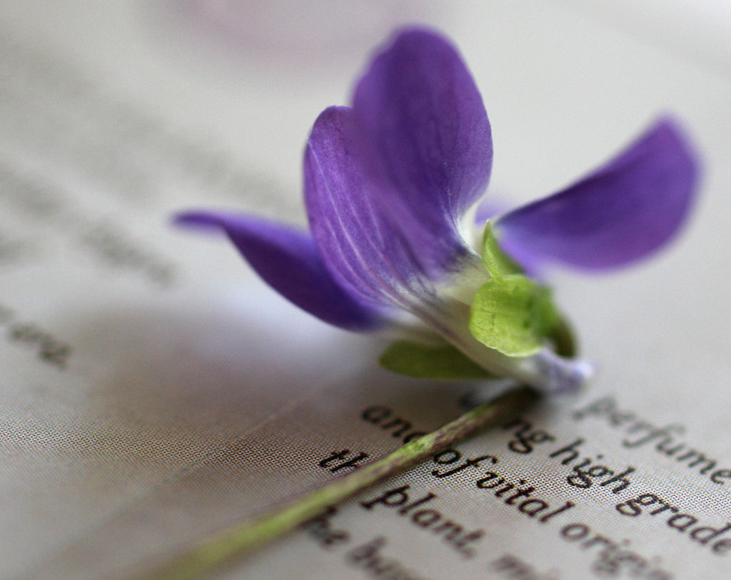 Perfume Consultation